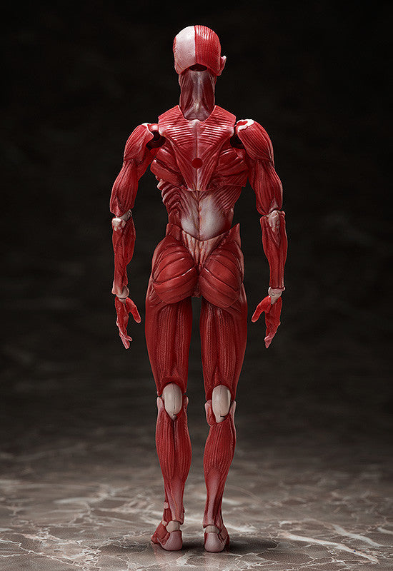 figma: Human Anatomical Model