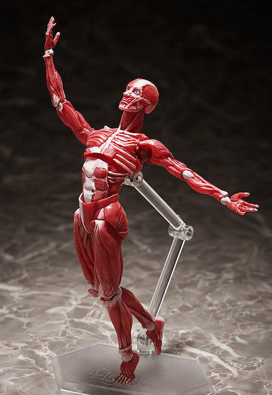 figma: Human Anatomical Model